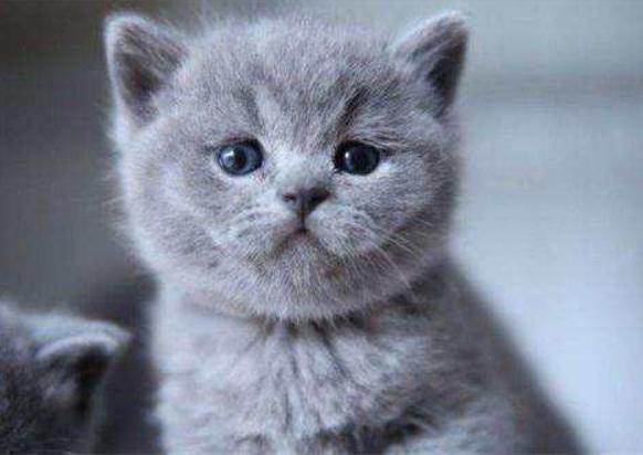 挑选健康猫咪,如何挑选一只粘人又听话的小猫咪