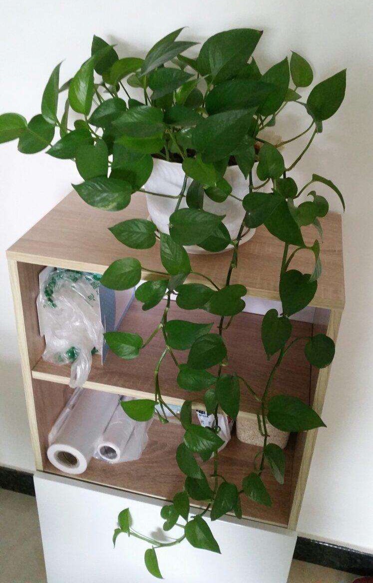 绿萝怎么一直出现黄叶,绿萝黄叶是什么原因咋办