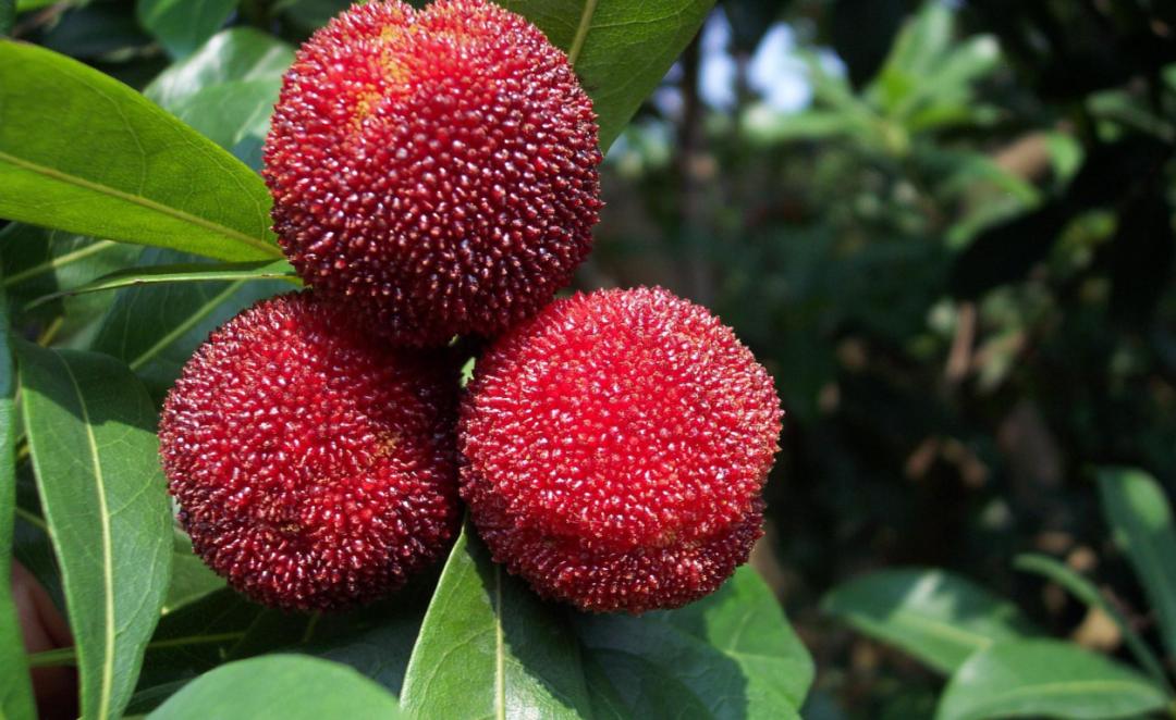 兰溪杨梅正式开摘！最强采摘攻略出炉，五十里杨梅长廊够吃吗？杨梅自由就是现在！