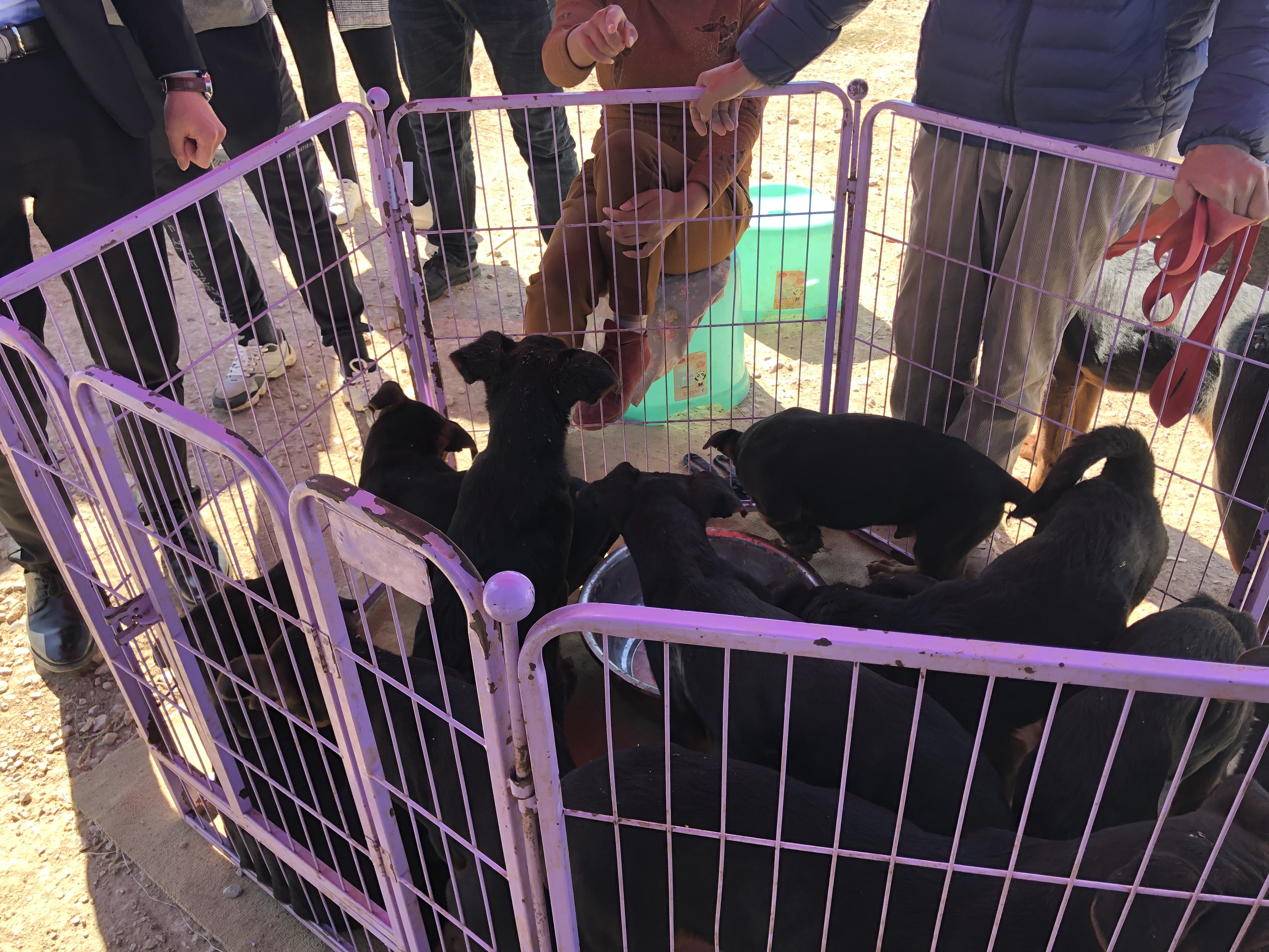 所有狗市卖巨型莱州红犬视频,狗市上的莱州红犬