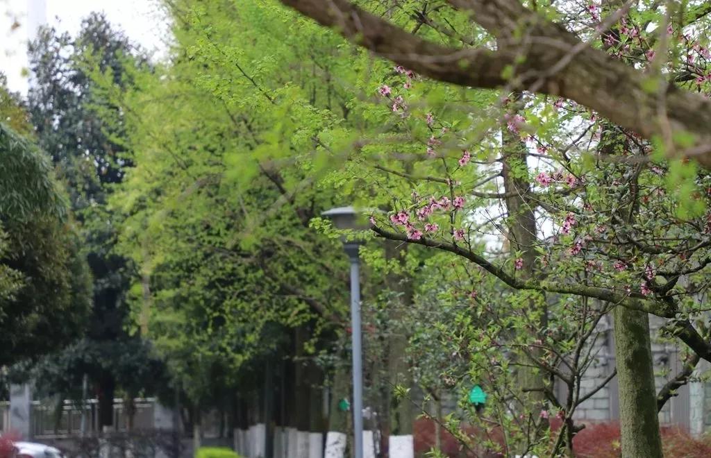 李冰中学都江堰艺术节,都江堰李冰学校文化