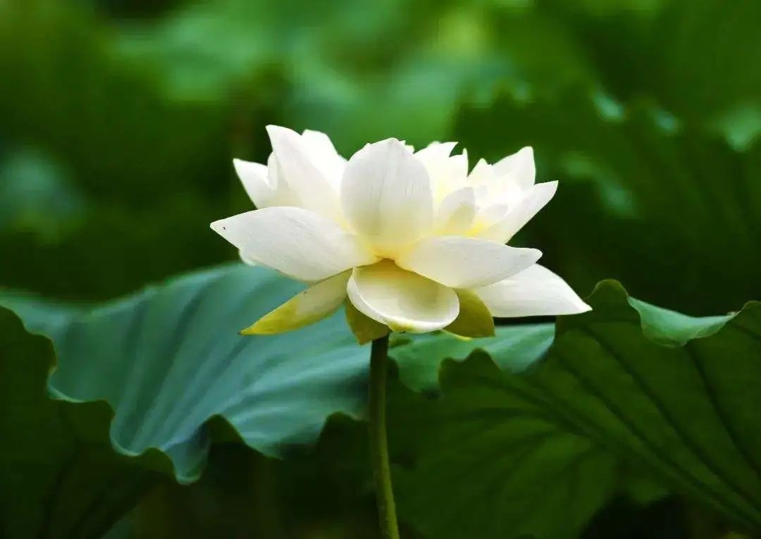 芒种蝉鸣夏始忙青梅初可烹,芒种伊始仲夏已至