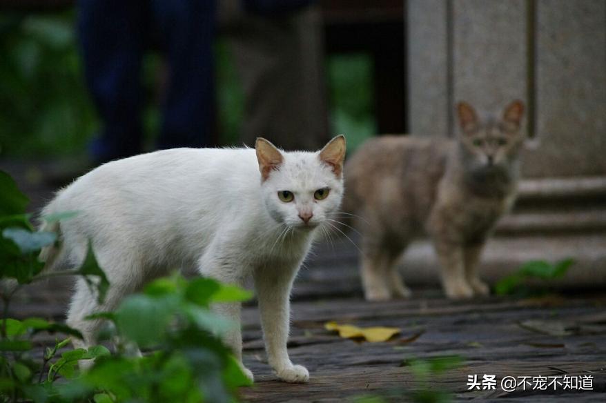 打了狂犬疫苗的猫咪抓伤了怎么办,猫咪打了狂犬疫苗抓伤后要打针吗