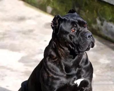 中国什么品种的卡斯罗好,狗卡斯罗品种大全及图片