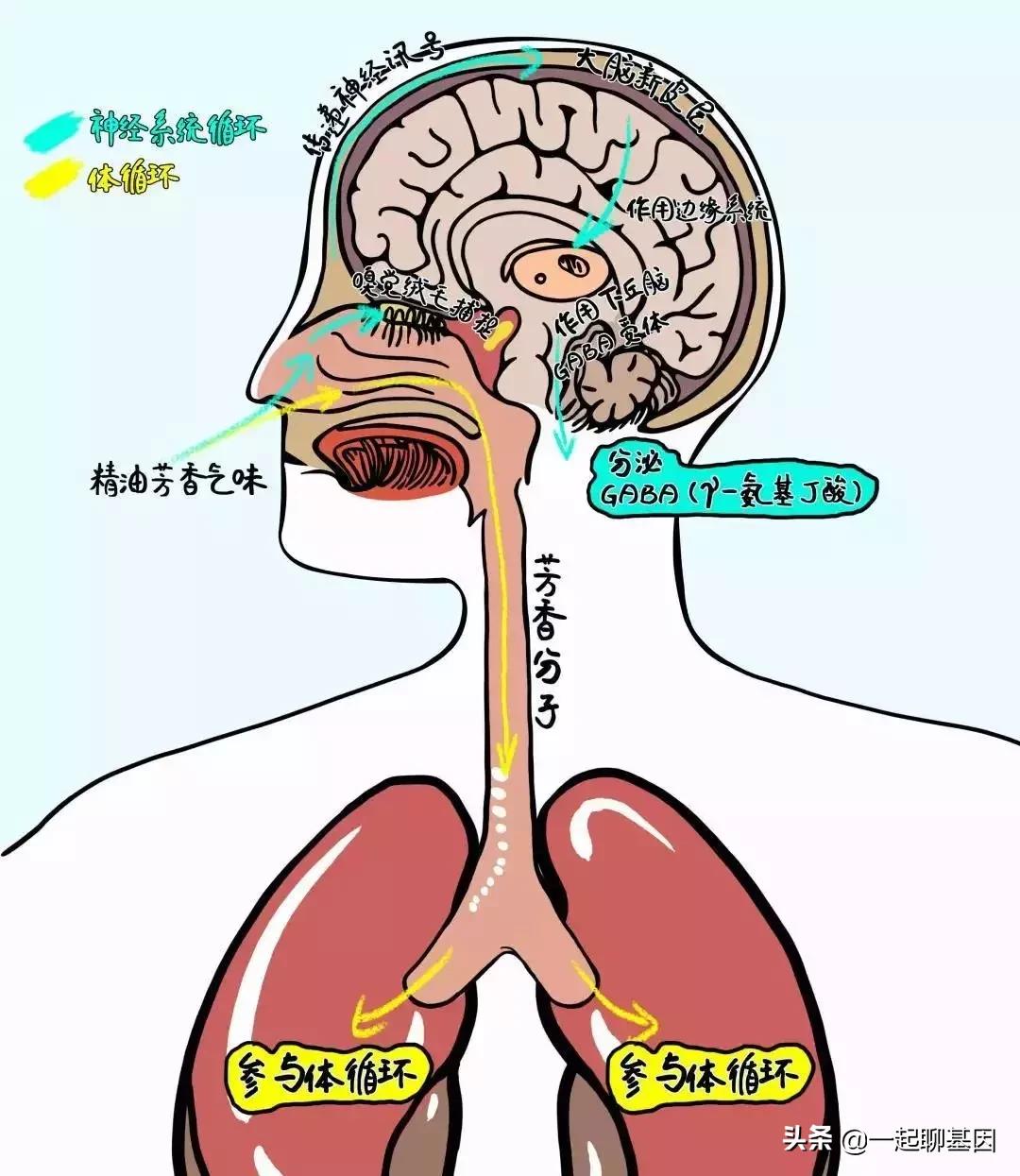 多梦调理助眠视频,失眠多梦怎么办教你一招