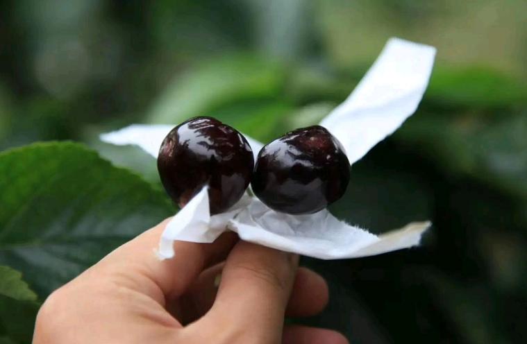 大樱桃裂果病防治,大樱桃树裂果怎么治