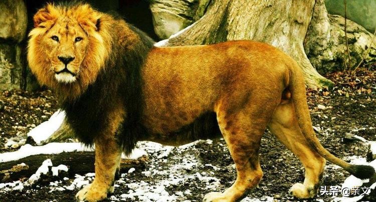 老虎和狮子到底哪个更厉害呢,老虎和狮子到底谁更厉害