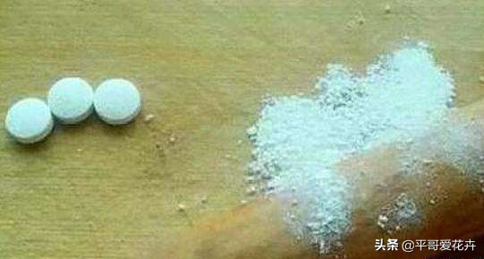 绿萝这样浇水不黄叶不烂根,绿萝怎么养才不会黄叶使叶绿肥厚