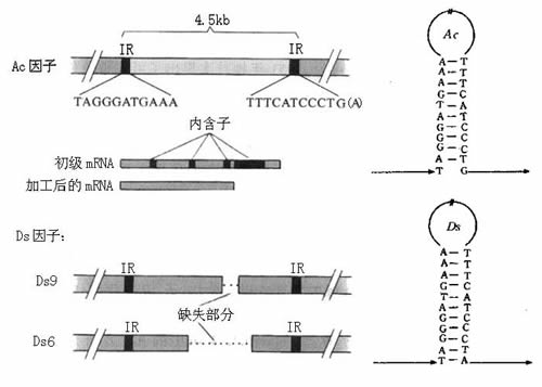 频率元件包括哪些,常用元件基本知识