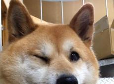 csc一般什么时间申请,申请csc要单位推荐