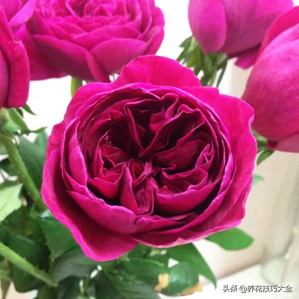 四季开花的月季又香又好养有几种,最漂亮10种盆栽月季