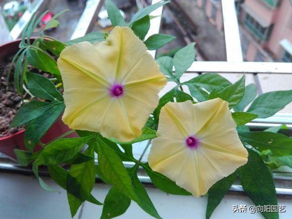 閲庣敓鍠囧彮鑺卞彲浠ュ湪鑺辩泦閲屾牻绉嶅悧,閲庡鍠囧彮鑺卞甫鍥炲鐩嗘牻