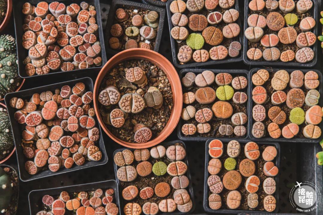 逛逛园博花鸟市场,园博花鸟市场攻略