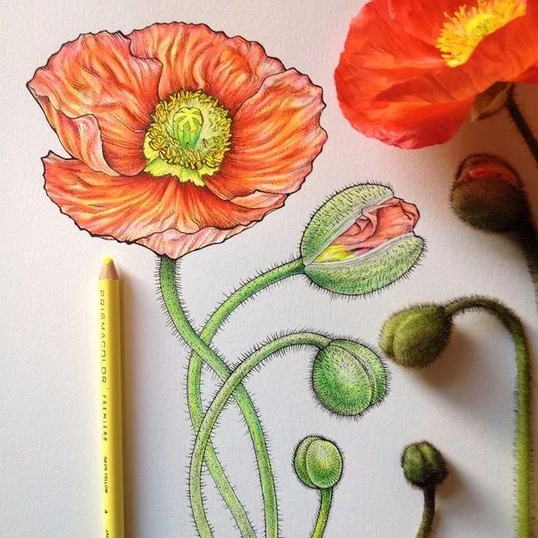 简单针管笔手绘花,简单易学针管笔手绘