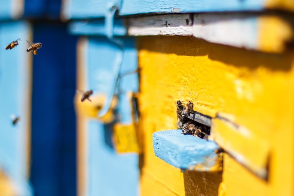 蜜蜂治盗蜂最佳方法,蜜蜂养殖如何预防与灭杀巢虫