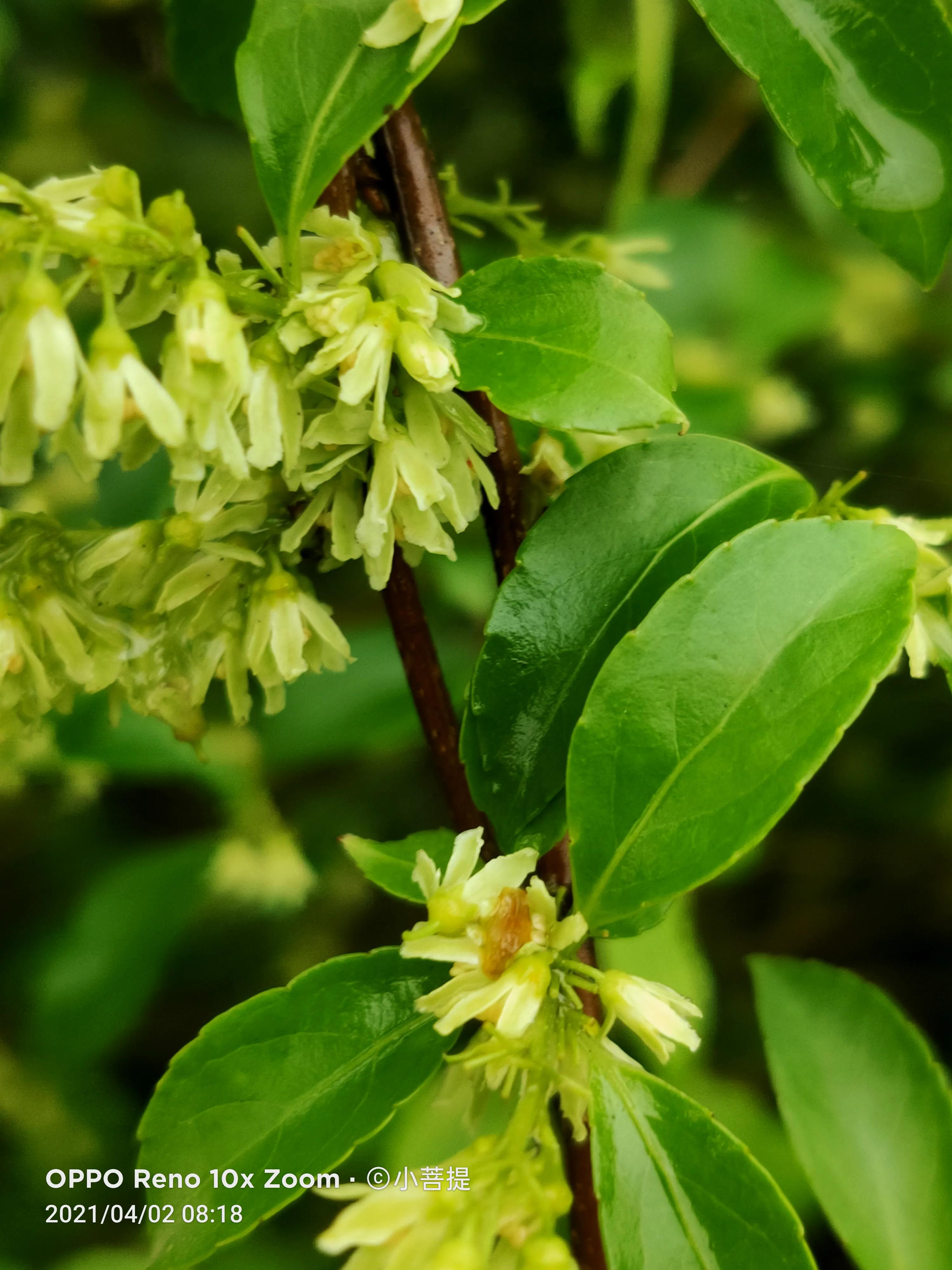 清明时节开花的花草有哪些,早春时节各种植物的样子