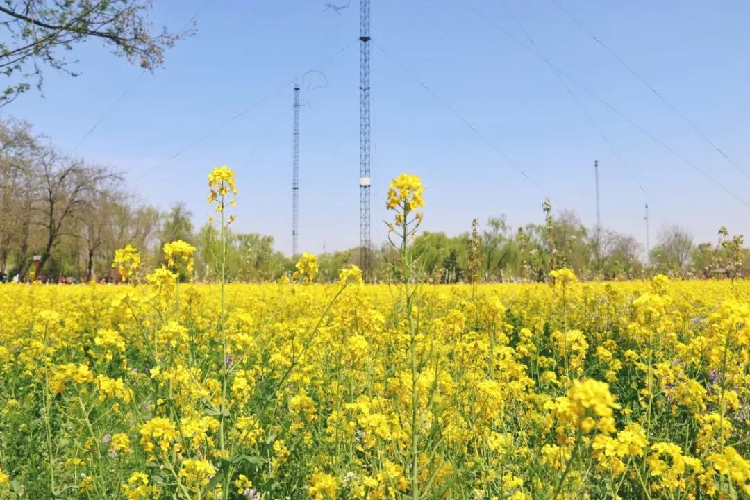 北京人少景美赏秋的公园,北京赏秋中山公园
