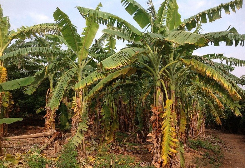 香蕉生病用什么药治,香蕉得了什么病要灭绝