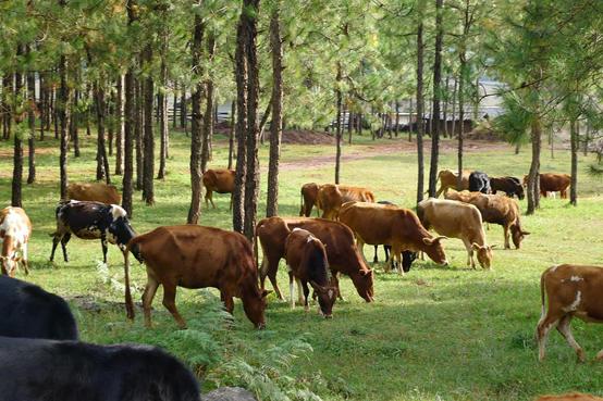 澳洲出现牛吃蛇,澳洲牛吃蛇有什么预兆