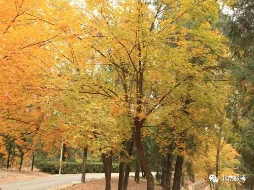 画说回龙观,北京最漂亮的森林公园