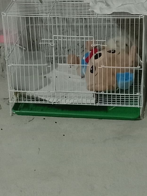 兔子为什么不睡觉,兔子为什么不下蛋