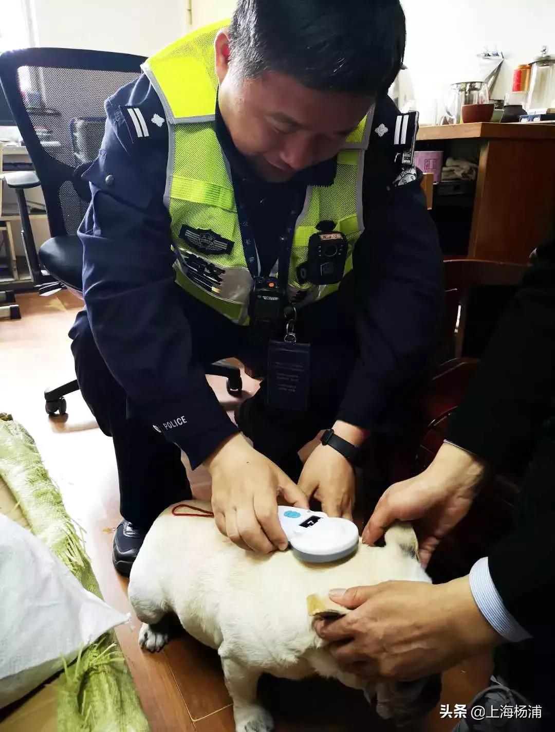 狗狗迷路自己跑进派出所报案,宠物狗狗报警