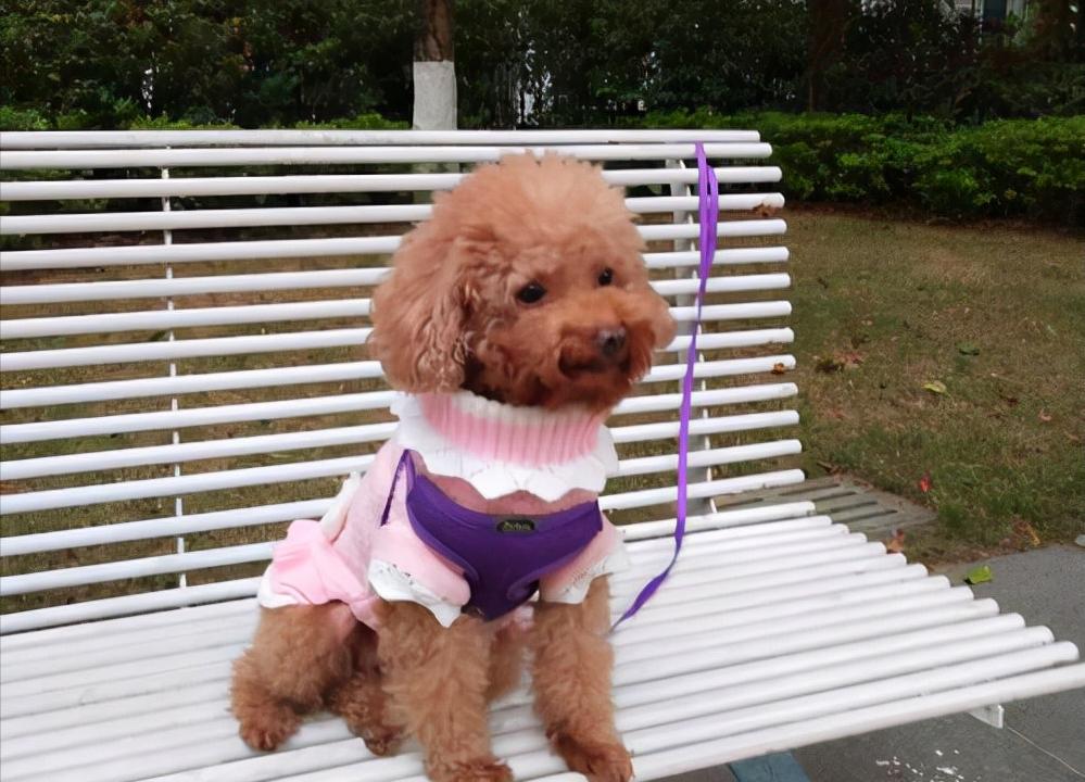 泰迪被当爷爷给宠坏了,把泰迪宠坏了