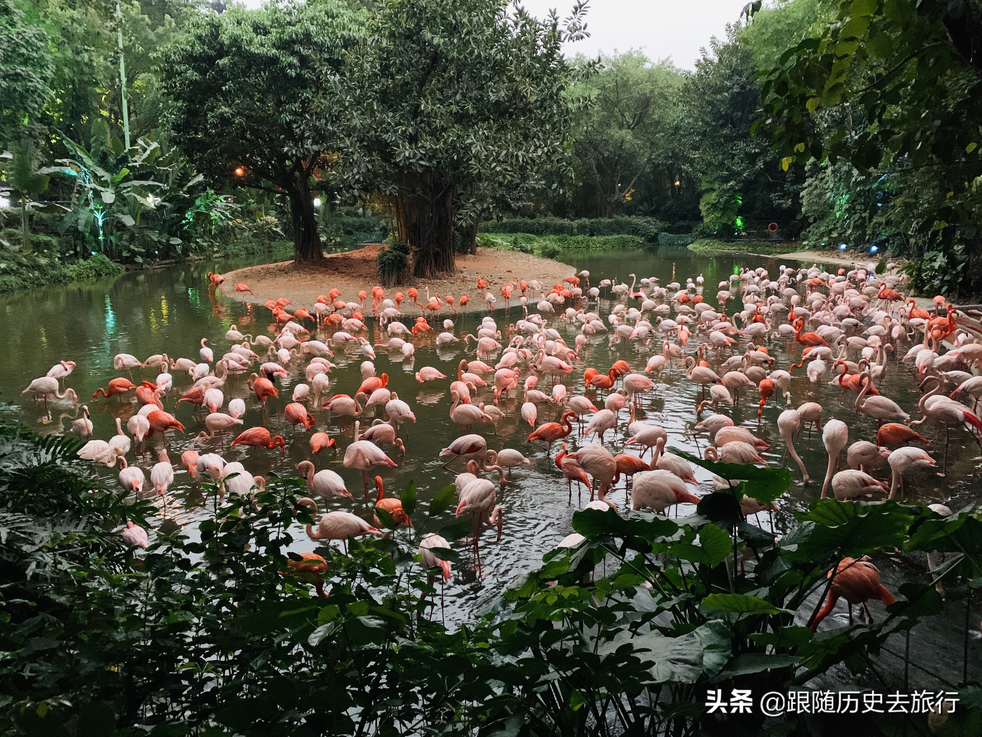 广州长隆动物园大熊猫门票多少钱,广州长隆水动物世界看大熊猫攻略