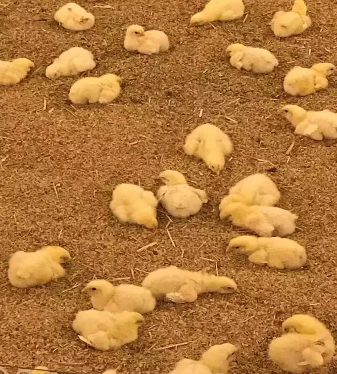 「连载一」吕品：秋冬季饲养管理要点之“生物安全与温度管理”