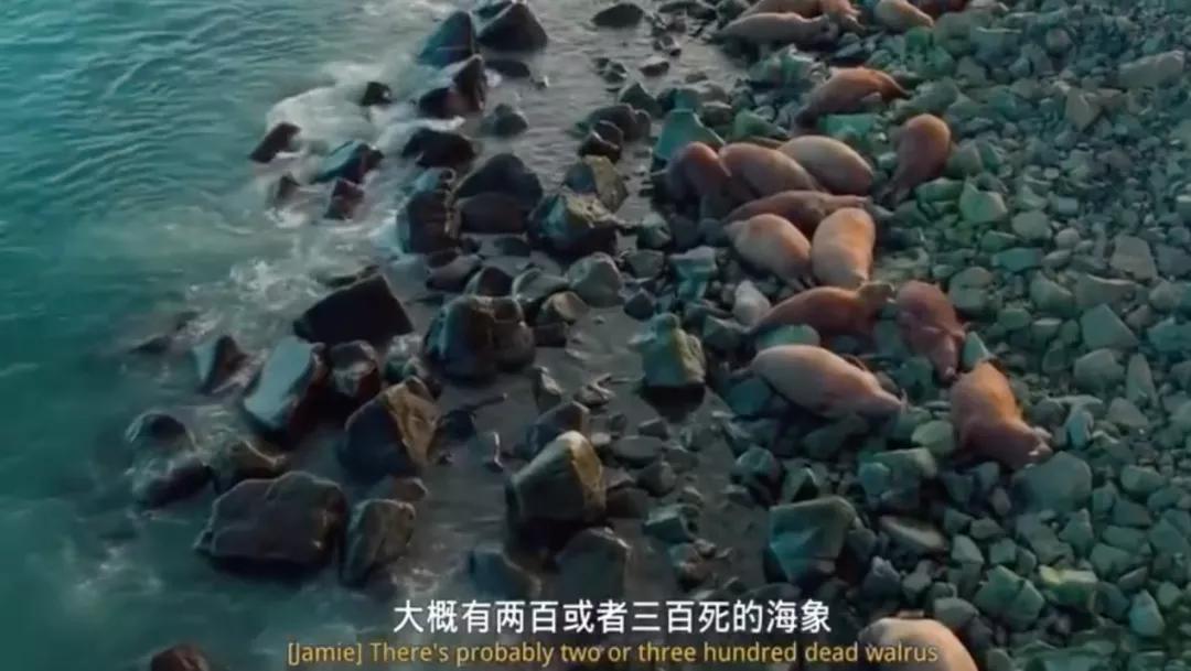 海象为何集体跳下悬崖全过程,海象集体坠崖有改善吗