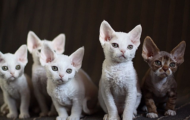 黄色背脖子白色的猫猫是啥种类,猫猫种类价格