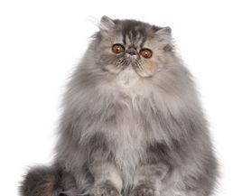 世界上最好的猫咪是什么品种,十大名贵猫72种猫咪品种大全