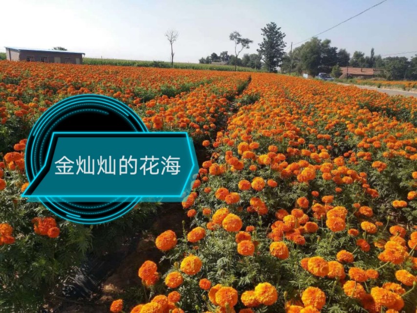 小蓟马的危害视频,豆角蓟马防治与高产