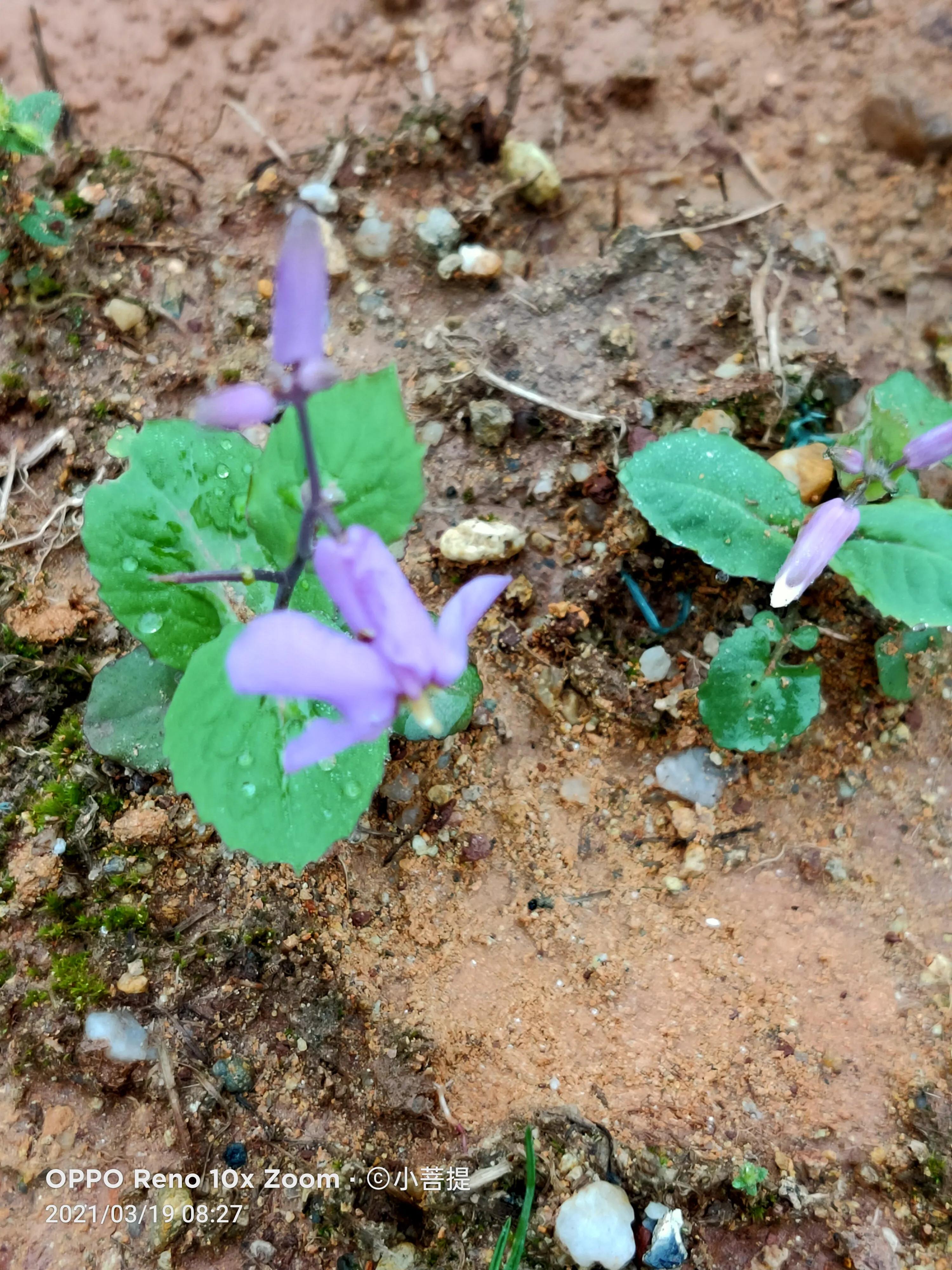 这种植物为成就蜀国屡次北伐功不可没