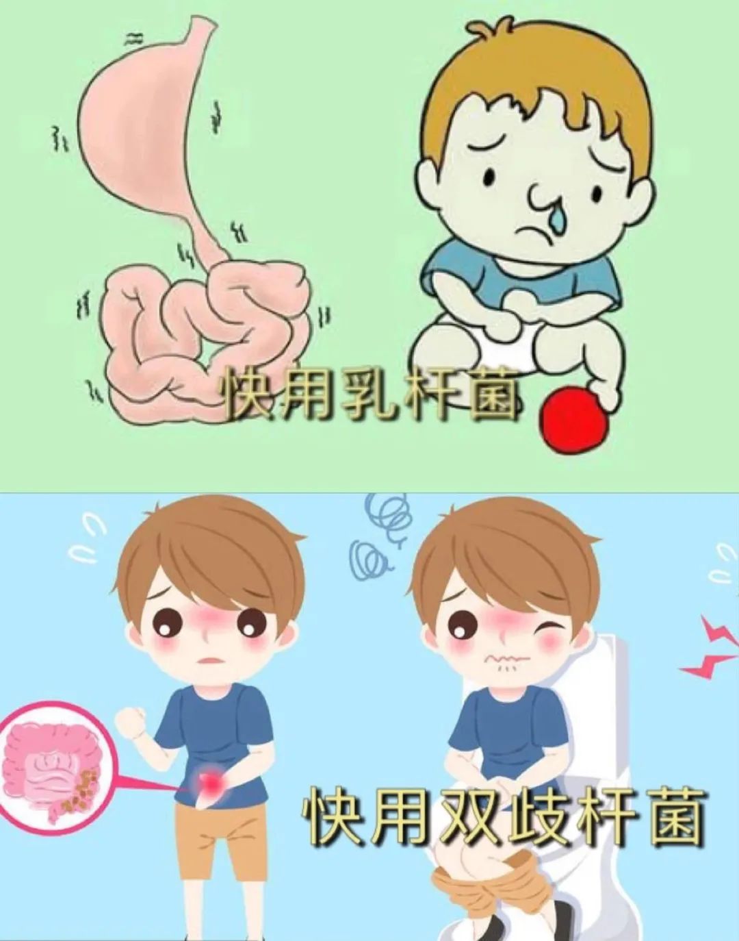 乳双歧杆菌和双歧杆菌有什么区别,双歧杆菌和乳果糖哪个效果好