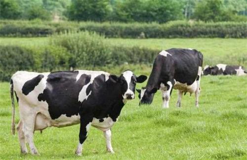 澳洲奶粉哪几款被查出问题,澳洲奶粉为什么都是乳固体