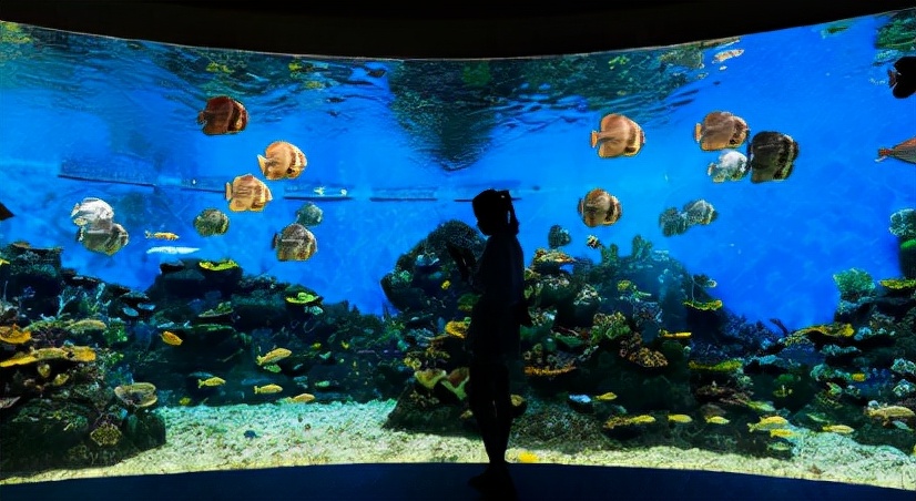 去不了海就去海洋馆,去不了大海就去海底世界