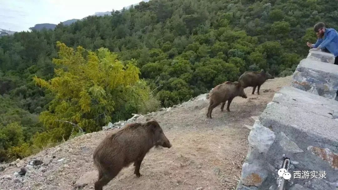 第一次在国外相亲就有机会当爸爸，格鲁吉亚模特真漂亮