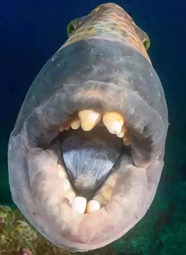 炮弹鱼长的像谁,大体型炮弹鱼