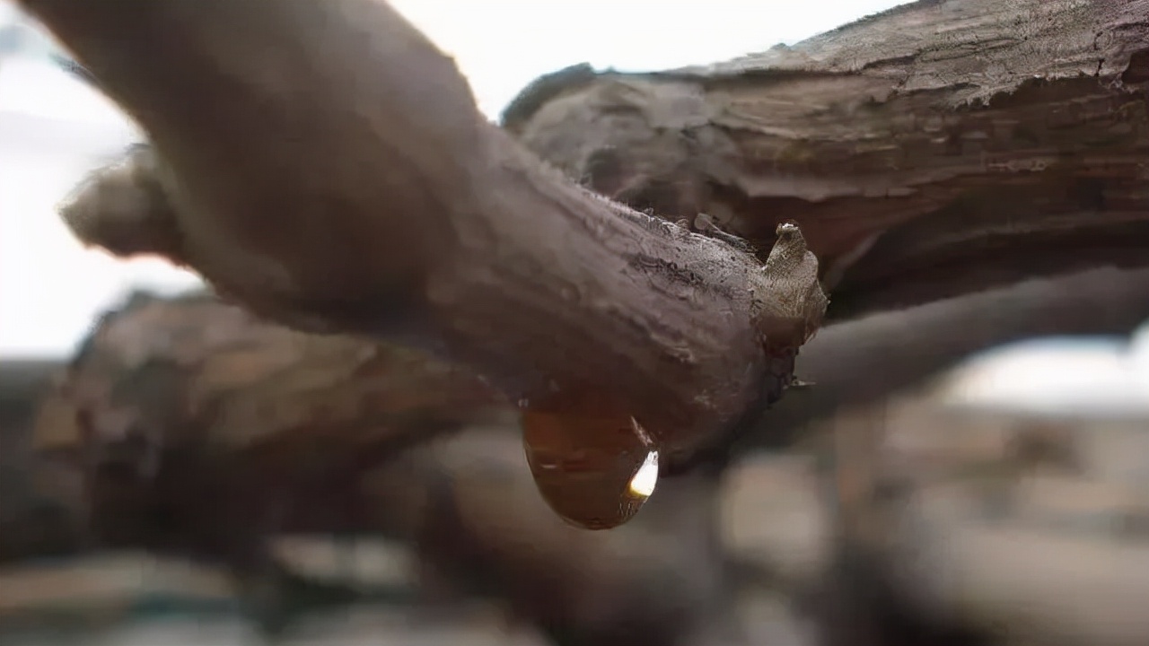 葡萄管理中常见的问题,葡萄管理后期注意事项