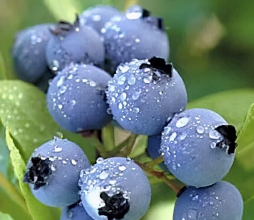 “莓”你不行！这里的“水果皇后”熟啦