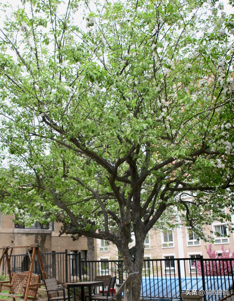 大连市八七疗养院的故事,大连八七疗养院