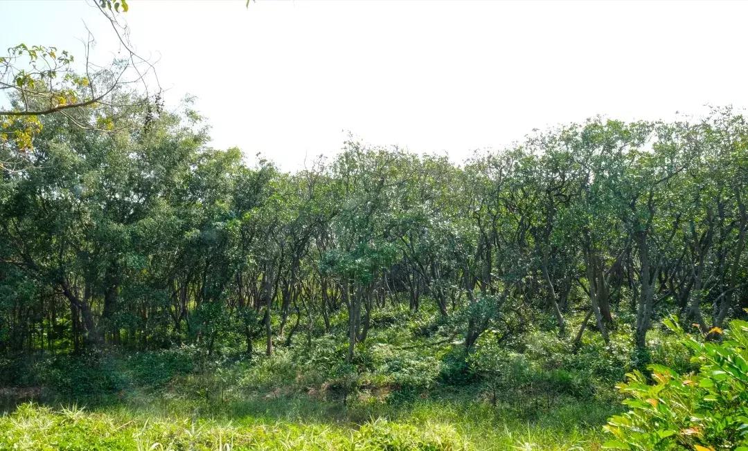 如今的世界之窗,介绍世界之窗