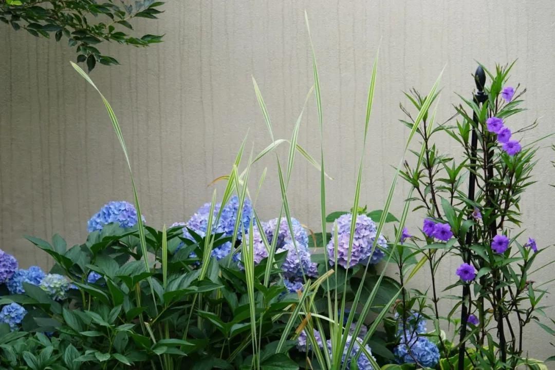 花期最长的院子，这家近海沙地的花园民宿，有故事有干货