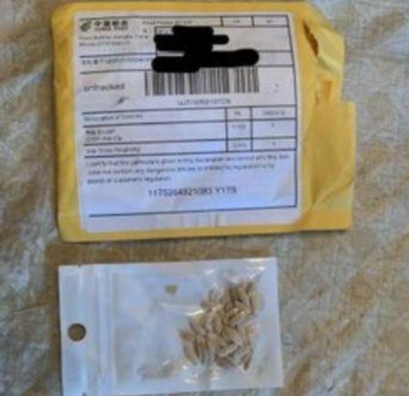 中国神秘种子让美民众发慌，已确认含牵牛花在内14类种子，均无害