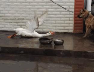 当“村霸鹅”前往英国，会不会有另一副景象？鹅：现在请叫我国霸