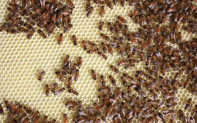 蜜蜂病虫害的防治大全,蜜蜂怎么预防蜘蛛病害发生