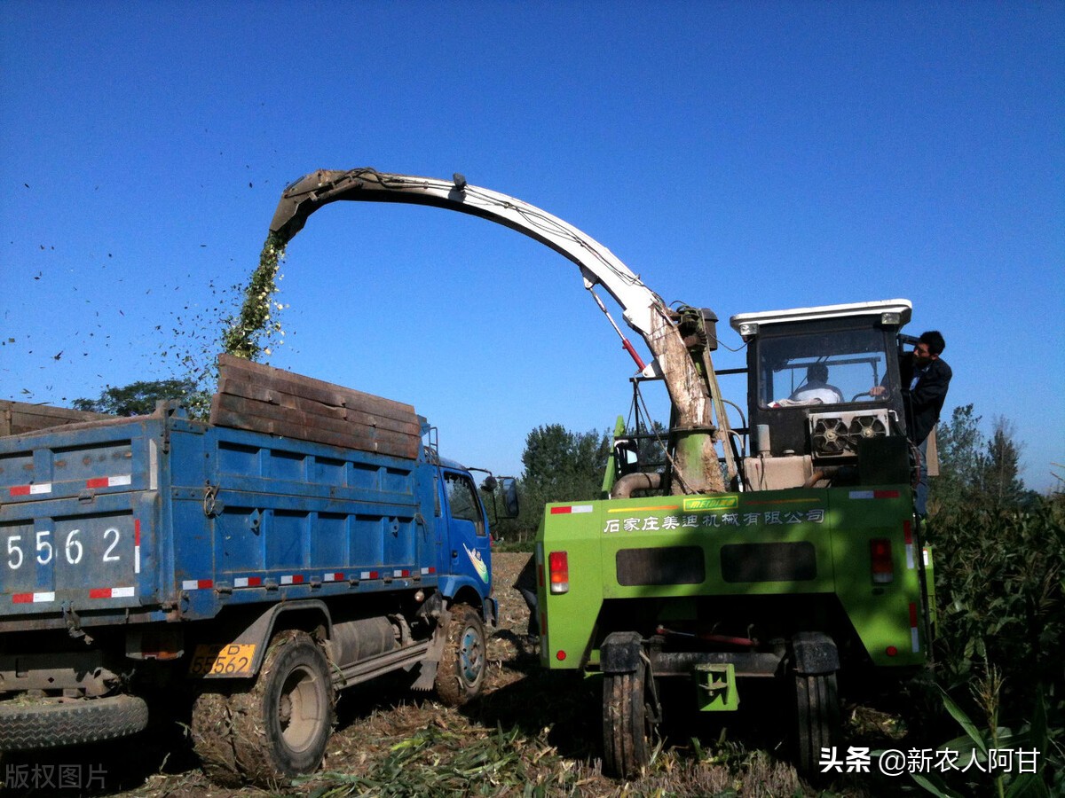 未来养殖业的商机和发展趋势,未来5年畜牧养殖业发展的10大机会