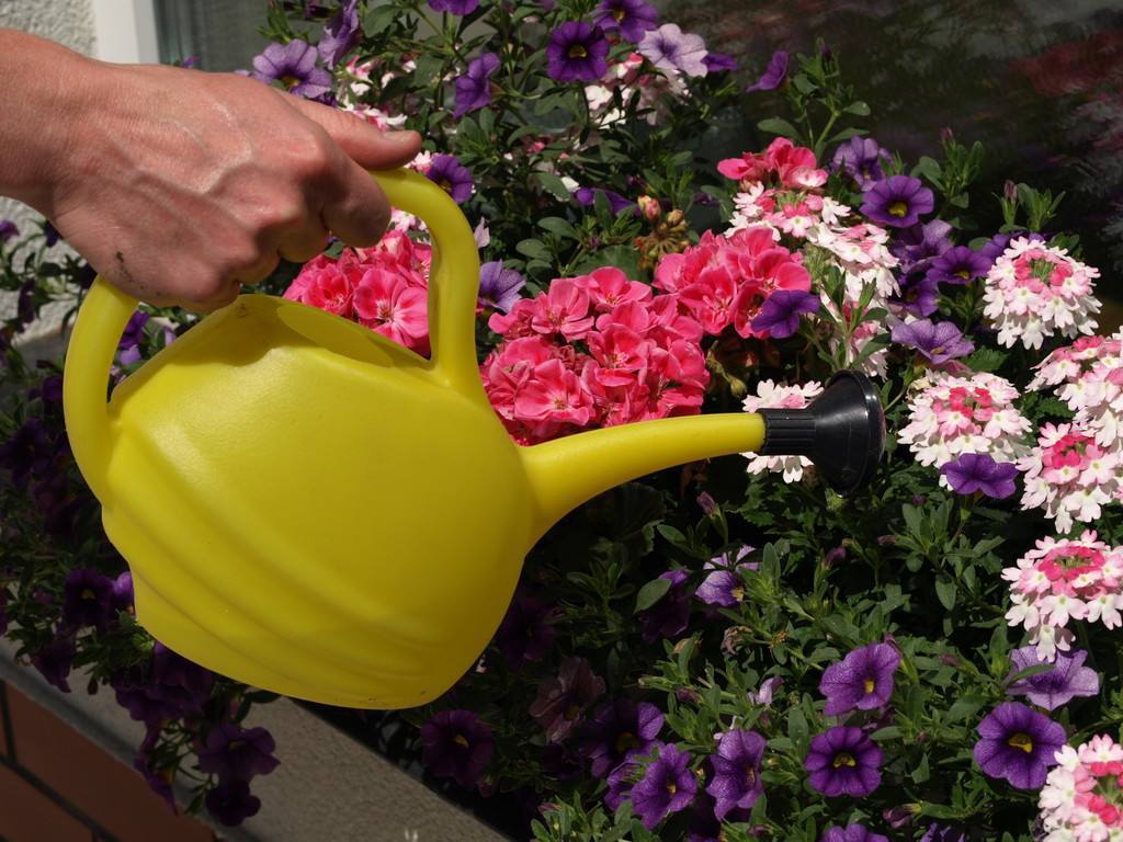 种植花卉怎么浇水最好,花卉种植如何浇水视频教程