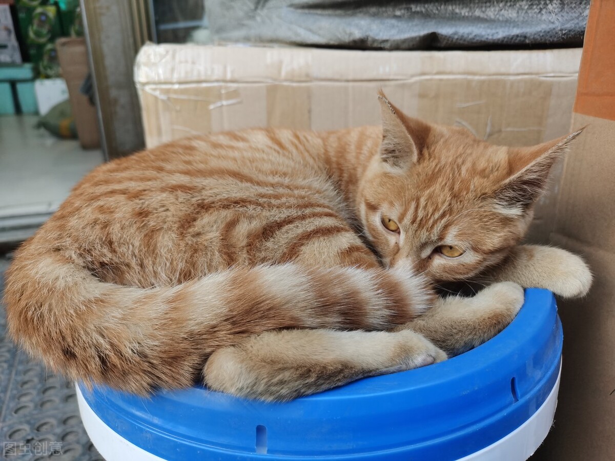 甯歌鐨勪竷绉嶄腑鍗庣敯鍥尗闆呯О,涓崕鐢板洯鐚彜浠ｇ殑闆呯О鏈夊濂藉惉